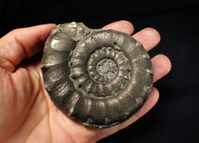 Load image into Gallery viewer, Huge chunky pyrite Eteoderoceras (Eoderoceras) ammonite fossil (90 mm)