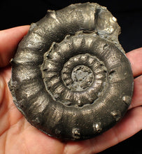 Load image into Gallery viewer, Huge chunky pyrite Eteoderoceras (Eoderoceras) ammonite fossil (90 mm)
