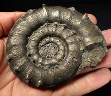 Load image into Gallery viewer, Huge chunky pyrite Eteoderoceras (Eoderoceras) ammonite fossil (90 mm)