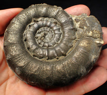 Load image into Gallery viewer, Huge chunky pyrite Eteoderoceras (Eoderoceras) ammonite fossil (90 mm)