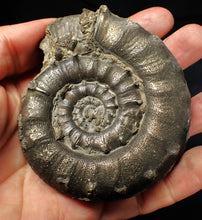 Load image into Gallery viewer, Huge chunky pyrite Eteoderoceras (Eoderoceras) ammonite fossil (90 mm)
