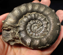 Load image into Gallery viewer, Huge chunky pyrite Eteoderoceras (Eoderoceras) ammonite fossil (90 mm)