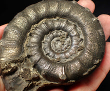 Load image into Gallery viewer, Huge chunky pyrite Eteoderoceras (Eoderoceras) ammonite fossil (90 mm)