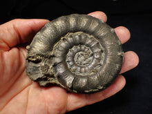 Load image into Gallery viewer, Huge chunky pyrite Eteoderoceras (Eoderoceras) ammonite fossil (90 mm)