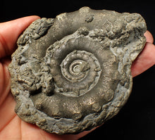 Load image into Gallery viewer, Huge chunky pyrite Eteoderoceras (Eoderoceras) ammonite fossil (100 mm)