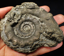 Load image into Gallery viewer, Huge chunky pyrite Eteoderoceras (Eoderoceras) ammonite fossil (100 mm)