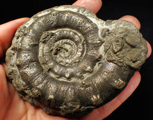 Load image into Gallery viewer, Huge chunky pyrite Eteoderoceras (Eoderoceras) ammonite fossil (100 mm)