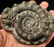 Load image into Gallery viewer, Huge chunky pyrite Eteoderoceras (Eoderoceras) ammonite fossil (100 mm)