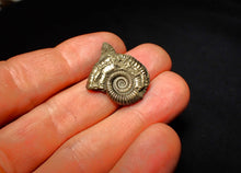 Load image into Gallery viewer, Crucilobiceras pyrite ammonite (27 mm)