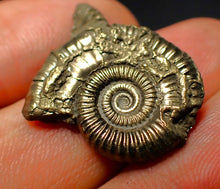 Load image into Gallery viewer, Crucilobiceras pyrite ammonite (27 mm)