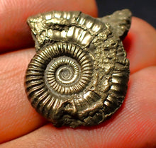 Load image into Gallery viewer, Crucilobiceras pyrite ammonite (27 mm)
