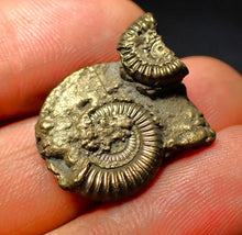 Load image into Gallery viewer, Crucilobiceras pyrite ammonite (27 mm)