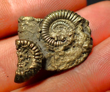 Load image into Gallery viewer, Crucilobiceras pyrite ammonite (27 mm)