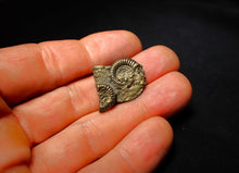 Load image into Gallery viewer, Crucilobiceras pyrite ammonite (27 mm)