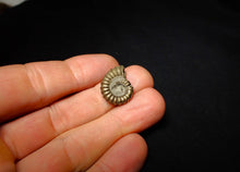 Load image into Gallery viewer, Promicroceras pyritosum ammonite (19 mm)
