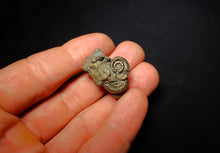 Load image into Gallery viewer, Pyrite multi-ammonite fossil (27 mm)