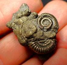Load image into Gallery viewer, Pyrite multi-ammonite fossil (27 mm)