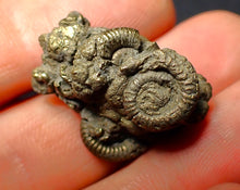 Load image into Gallery viewer, Pyrite multi-ammonite fossil (27 mm)