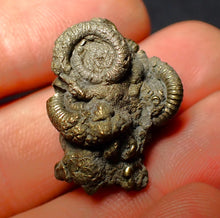 Load image into Gallery viewer, Pyrite multi-ammonite fossil (27 mm)