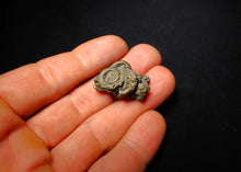 Load image into Gallery viewer, Pyrite multi-ammonite fossil (27 mm)