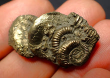 Load image into Gallery viewer, Pyrite multi-ammonite fossil (31 mm)