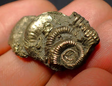 Load image into Gallery viewer, Pyrite multi-ammonite fossil (31 mm)