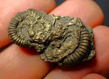 Load image into Gallery viewer, Pyrite multi-ammonite fossil (31 mm)