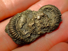 Load image into Gallery viewer, Pyrite multi-ammonite fossil (31 mm)