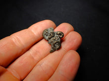 Load image into Gallery viewer, Pyrite multi-ammonite fossil (23 mm)