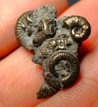 Load image into Gallery viewer, Pyrite multi-ammonite fossil (23 mm)