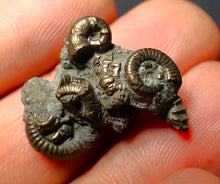 Load image into Gallery viewer, Pyrite multi-ammonite fossil (23 mm)