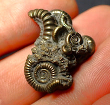 Load image into Gallery viewer, Pyrite multi-ammonite fossil (23 mm)