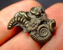 Load image into Gallery viewer, Pyrite multi-ammonite fossil (23 mm)