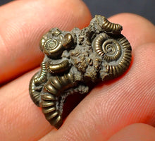 Load image into Gallery viewer, Pyrite multi-ammonite fossil (23 mm)