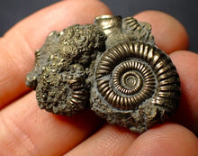Load image into Gallery viewer, Pyrite multi-ammonite fossil (34 mm)