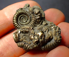 Load image into Gallery viewer, Pyrite multi-ammonite fossil (34 mm)