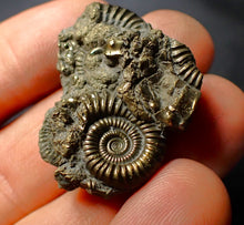 Load image into Gallery viewer, Pyrite multi-ammonite fossil (34 mm)