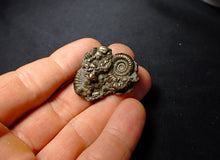 Load image into Gallery viewer, Pyrite multi-ammonite fossil (34 mm)