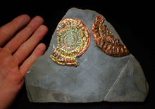Load image into Gallery viewer, Large iridescent double-Caloceras rainbow-coloured display ammonite fossil