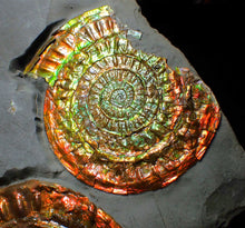 Load image into Gallery viewer, Large iridescent double-Caloceras rainbow-coloured display ammonite fossil