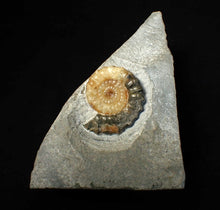 Load image into Gallery viewer, Calcite Xipheroceras ammonite fossil display piece (36mm)