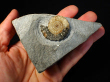 Load image into Gallery viewer, Calcite Xipheroceras ammonite fossil display piece (36mm)