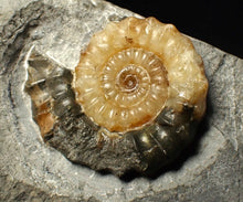 Load image into Gallery viewer, Calcite Xipheroceras ammonite fossil display piece (36mm)