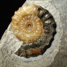 Load image into Gallery viewer, Calcite Xipheroceras ammonite fossil display piece (36mm)