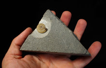 Load image into Gallery viewer, Calcite Promicroceras ammonite fossil display piece (19 mm)