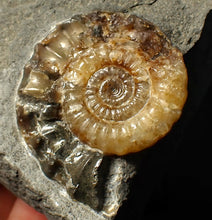 Load image into Gallery viewer, Calcite Xipheroceras ammonite fossil display piece (38mm)