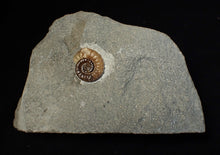 Load image into Gallery viewer, Calcite Promicroceras ammonite fossil display piece (16 mm)