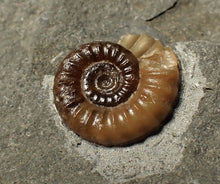 Load image into Gallery viewer, Calcite Promicroceras ammonite fossil display piece (16 mm)