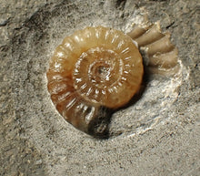 Load image into Gallery viewer, Calcite Promicroceras ammonite fossil display piece (15 mm)