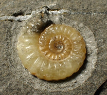 Load image into Gallery viewer, Calcite Promicroceras ammonite fossil display piece (25 mm)